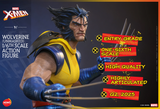 Hono Studios / Hot Toys 1/6 Marvel X-men - Wolverine (Unmasked)